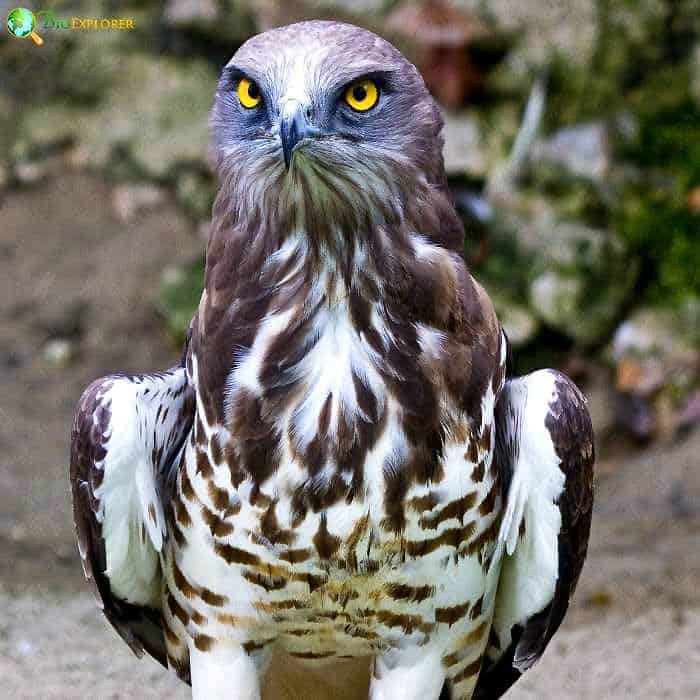 Short-toed Snake Eagle