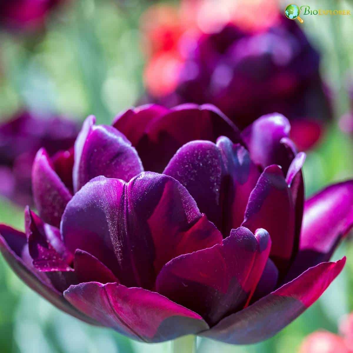 Tulipa Black Hero