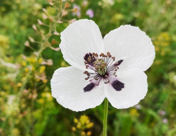 White Poppies