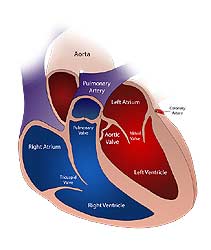 Cardiovascular System