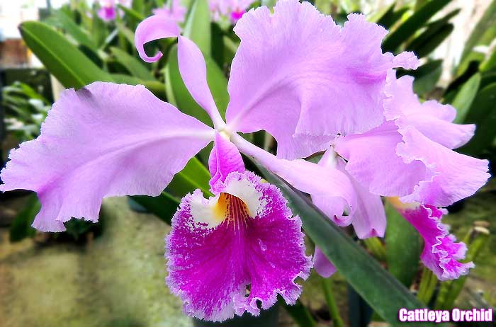 Cattleya orchid