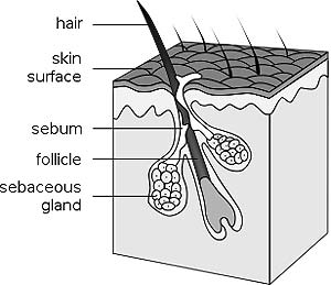 Hair Follicle