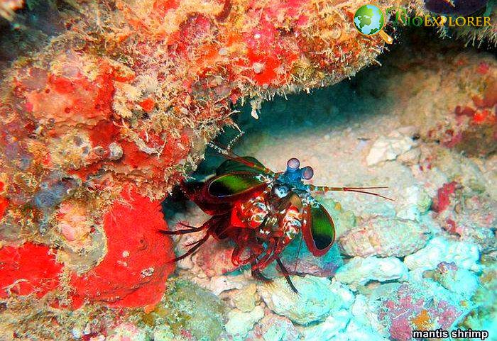 Mantis Shrimp