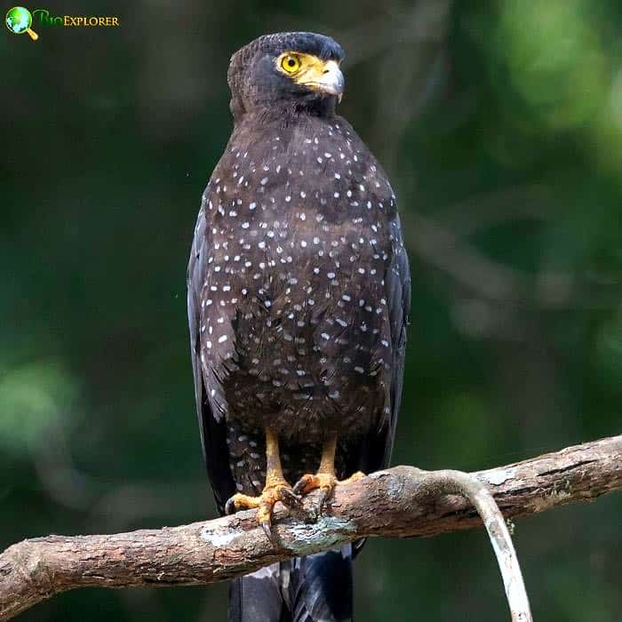 Andaman Serpent Eagle