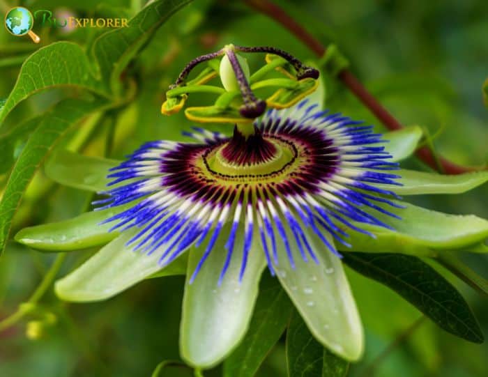 Blue Passionflower