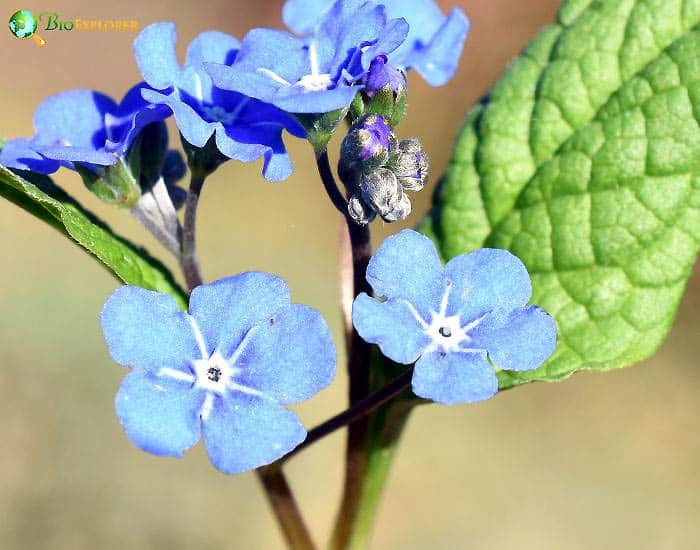 Blue Eyed Mary Collinsia