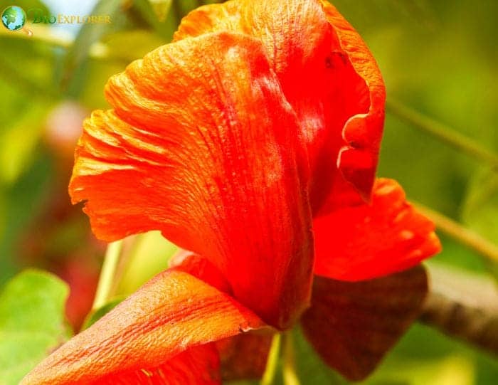 Hawaii Tree Cotton