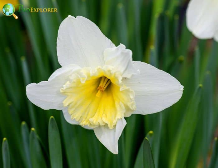 Narcissus 'Ice Follies'