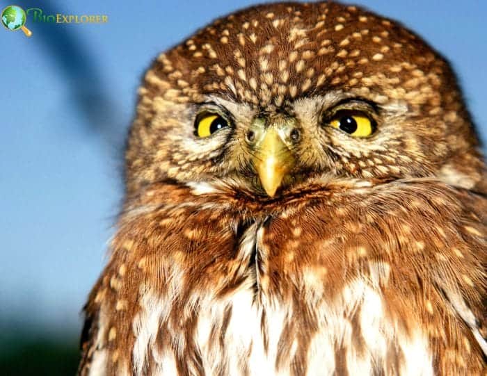 Northern Pygmy Owl