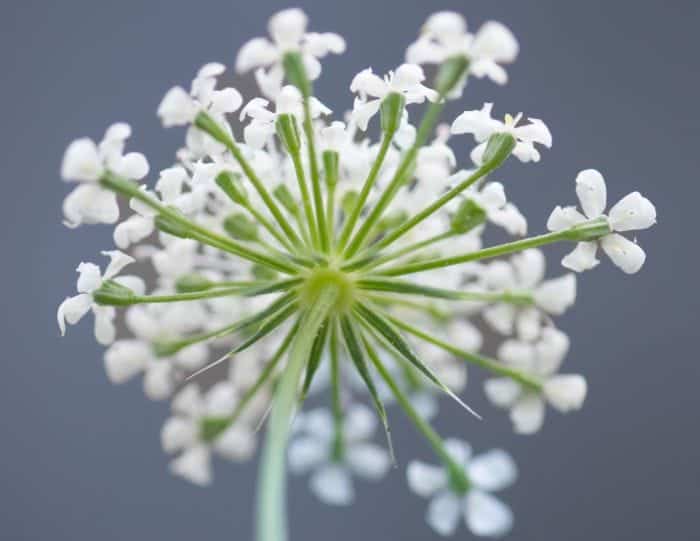 Queen Annes Lace