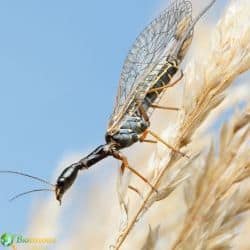 Raphidioptera