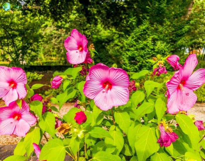 Rosemallow (Hibiscus Palustris)