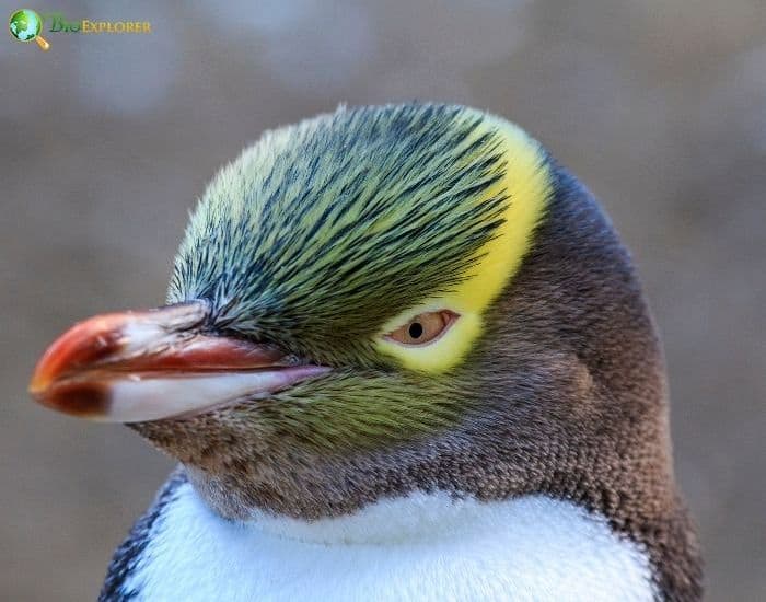 Yellow-eyed Penguin