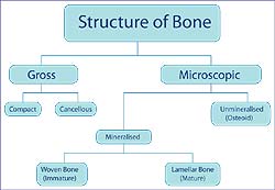 Bone Composition