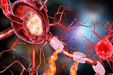 central nervous system