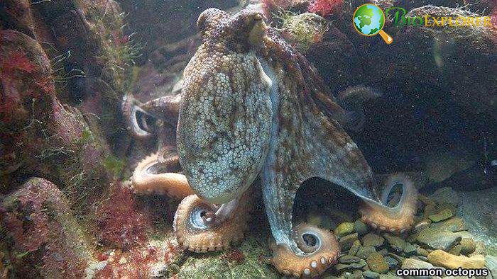 Common Octopus