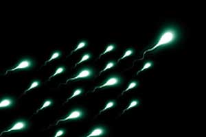 Sperm production