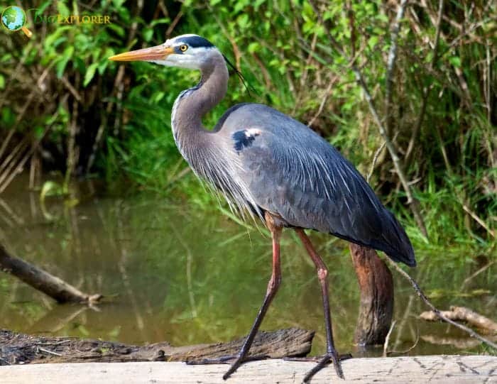 Great Blue Heron