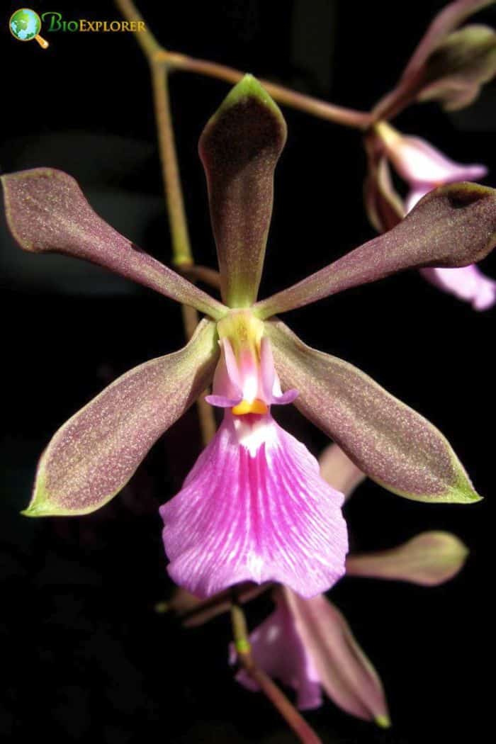 Heart-shaped Encyclia