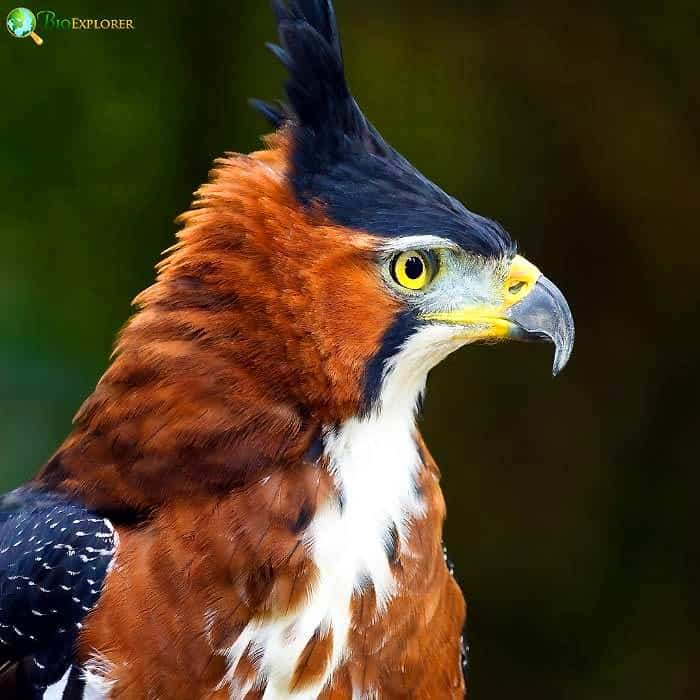 Ornate Hawk Eagle