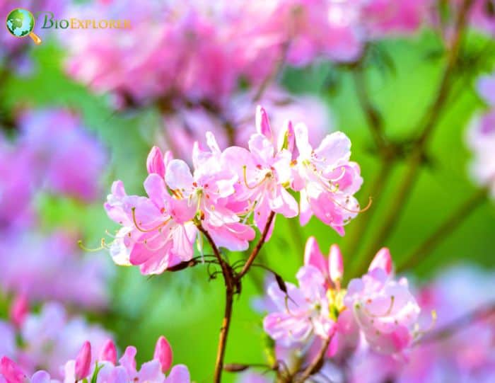 Rhododendron vaseyi