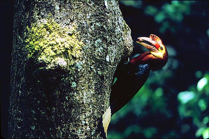 Rufous-headed Hornbill