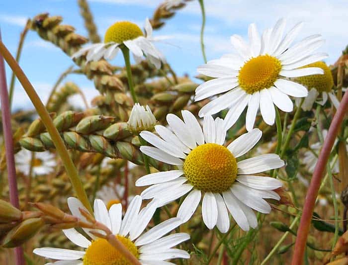 Scentless Chamomile