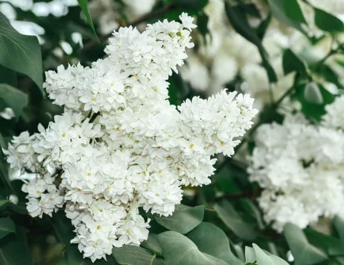 White Lilac