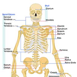 Bone Mass