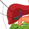 Gallbladder