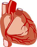 heart muscle cell type