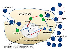 Hepatitis Virus