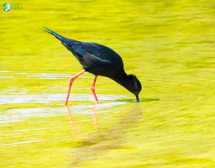 Black Stilt