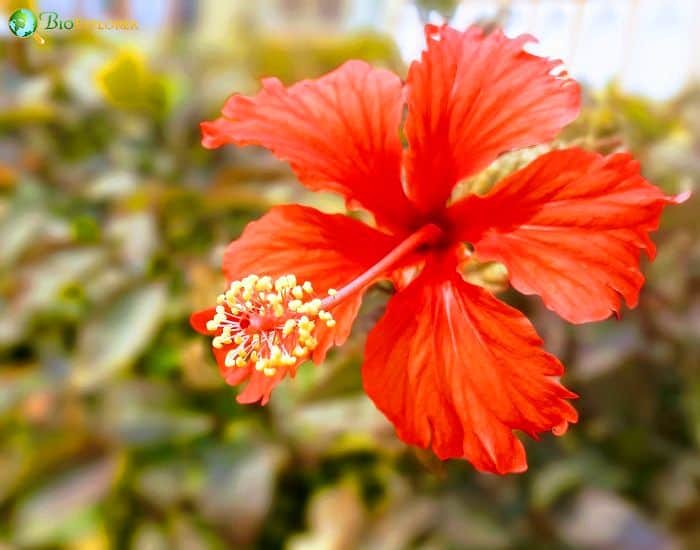 Mandrinette (Hibiscus Fragilis)