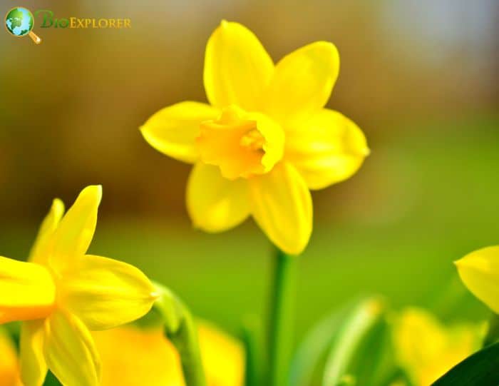 Narcissus 'Carlton'