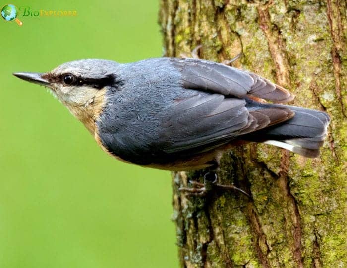 Nuthatch