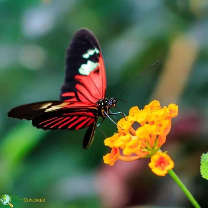 Postman Butterfly