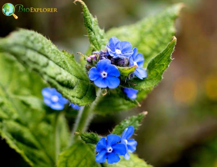 Siberian Bugloss