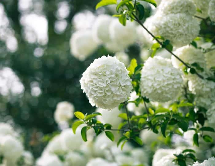 Snowball Viburnum