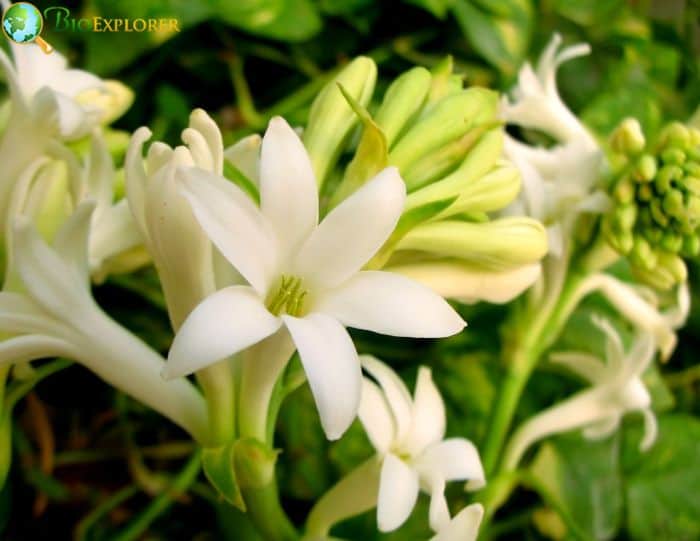 Texas Tuberose