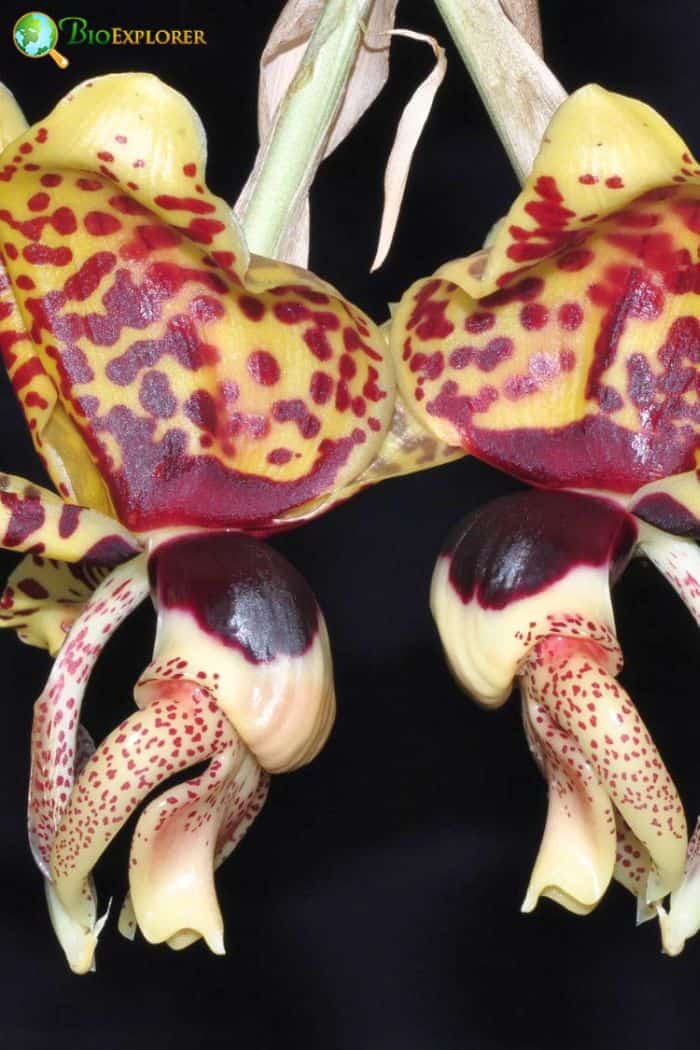 Tiger Orchid