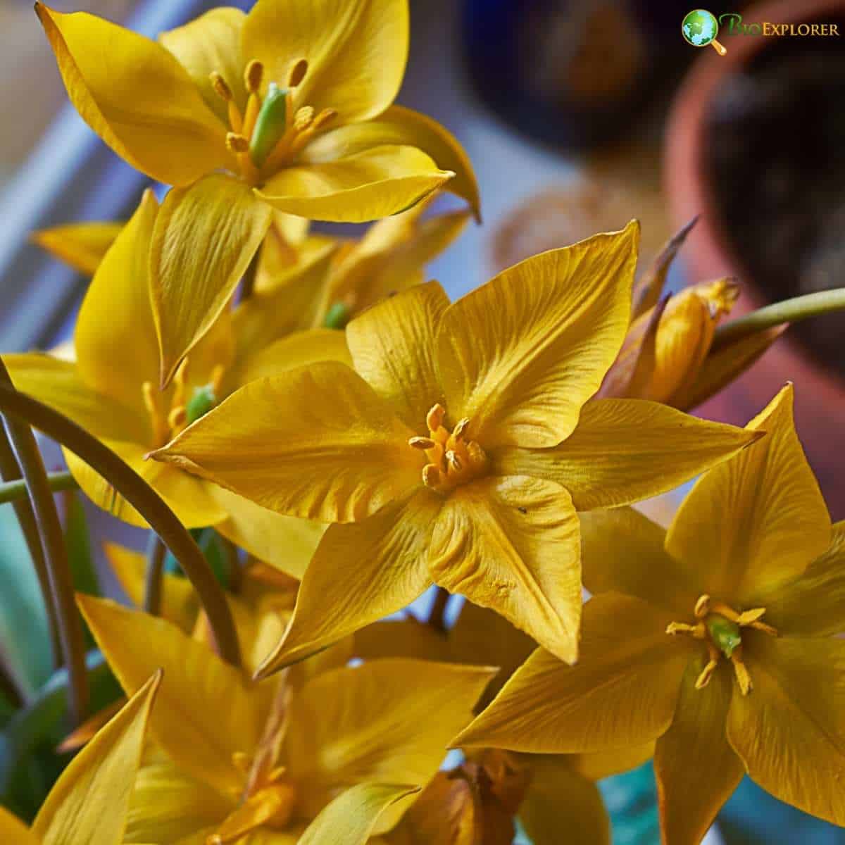 Tulipa Biebersteiniana