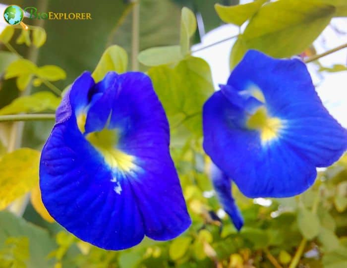 Butterfly Pea