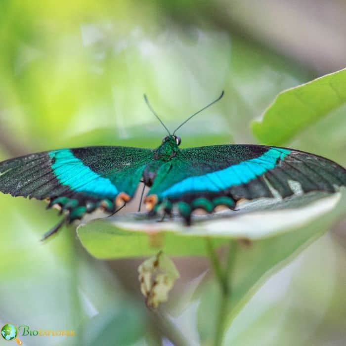 Green Banded Swallowtail