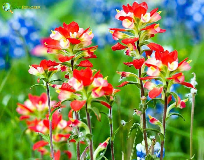 Prairie Fire Castilleja