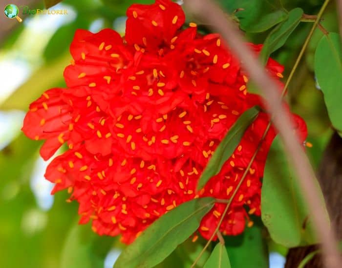 Rose Of Venezuela (Hibiscus Platanifolius)