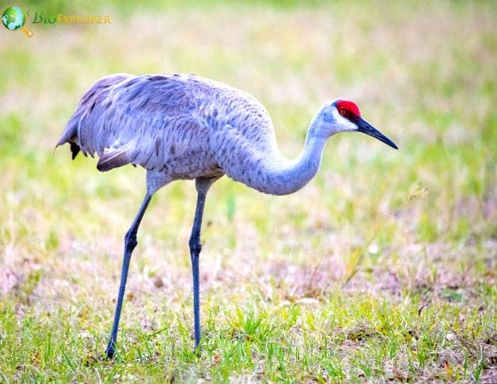 Sandhill Crane