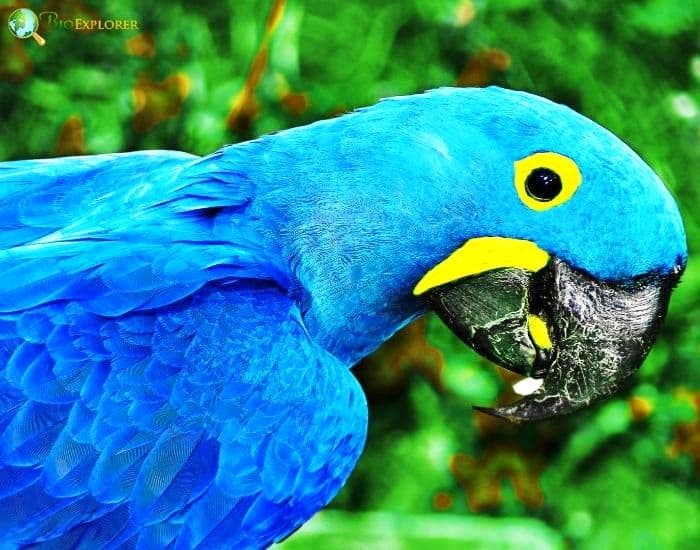 Spix's macaw