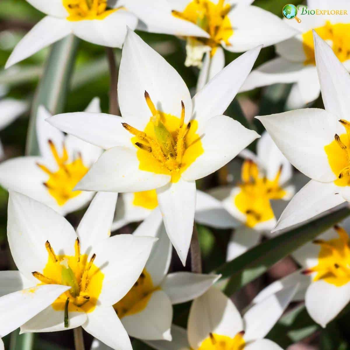 Tulipa Turkestanica