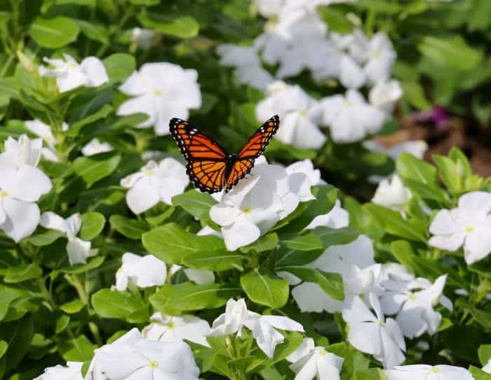 White Impatiens